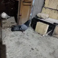 کفتر پرشی حتما متنو بخون
