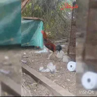 خروس لاری برزلی