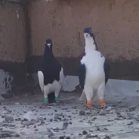 ۶عددنر دلاور یبوم بشرط پرش زدوخورداوستا کفتر