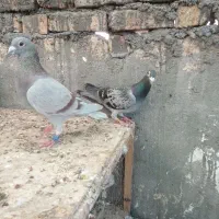 کفتر مسافتی پلاکی جفت گاه  مفت مفت
