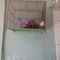 قفس قناری،لونه فنچ ومرغ عشق