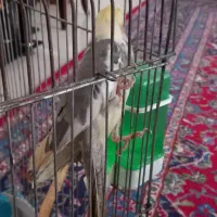 عروس هلندی