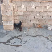 تعدادی جوجه مرغ محلی اصل