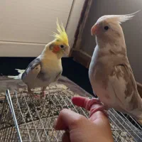 جفت عروس هلندی رام و جوجه ۲۰ روزه