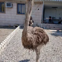 شترمرغ