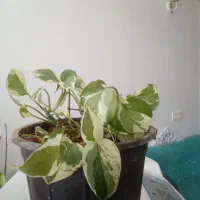 یه چند تا گل و یه دست لباس فرم دخترانه