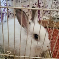 خرگوش|موش و خرگوش|گرگان, |دیوار