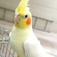 عروس هلندی ماده