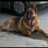 سگ ژرمن باهوش و حرف گوش کن