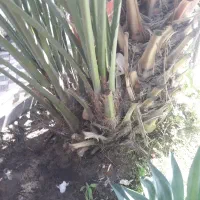 بچه نخل برحی در منیوحی