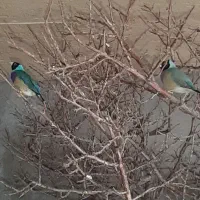 فنچ گلدین آبی