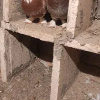 کبوتر درجایی