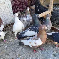 9 عدد کفتر روهم