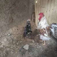 جوجه مرغ خروس