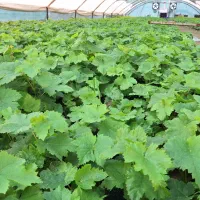 نهال انگور اتوم رویال و موندراپ