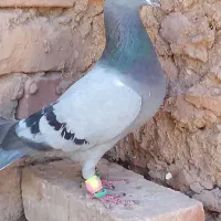نر سبز پرشی