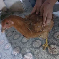 وارک محلی