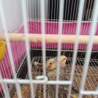 جوجه عروس هلندی