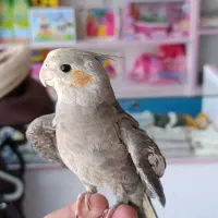 عروس هلندی دستی و بازیگوش