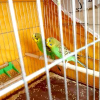 یک جفت مرغ عشق کهنه