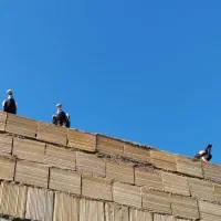 کفتر‌.بوم.ماده‌پرشی‌میخام.