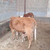 گاو گوساله دار