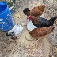 مرغ وخروس