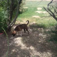 دوتا توله سگ افغان