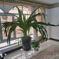 اشک ملکه