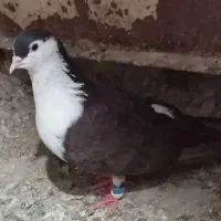 یک عدد کفتر نر سالم پرشی