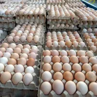 خرید عمده تخم مرغ محلی گلپایگانی