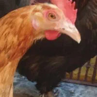 مرغ و خروس