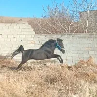 فروش اسب نریون3به 4