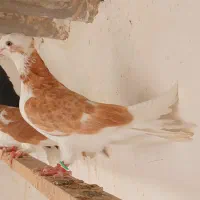کبوترکفترشازده زردکاکلی