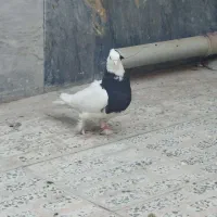 کبوتر طوقی