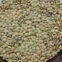 عدس ورزقان بوجاری شده تمیز