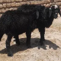 بره میش قوچ دوبر بز بزغاله