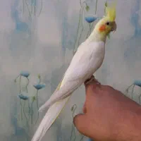 عروس هلندی سخنگو
