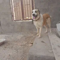 سگ اصیل افغان