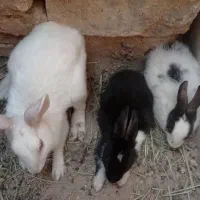 سه خرگوش سرحال