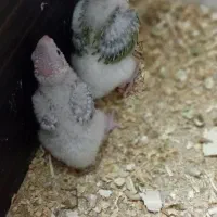 جوجه گرینچک اناناسی
