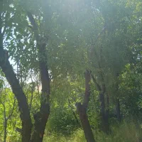 سرمایه کوچیک