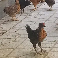 جوجه|حیوانات مزرعه|همدان, |دیوار