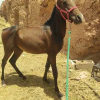 کره اسب آینده دار