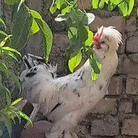 خروس