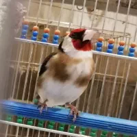 سهره و قناری