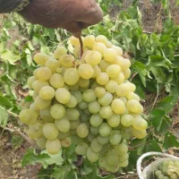 انگور بی نظیر درشت وترد و شیرین وخوشمزه