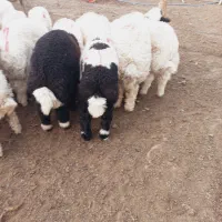 ۲۰عددبره نرفروشی تکی وجمله ای
