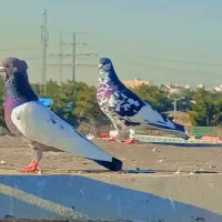 کفتر بومب بلند