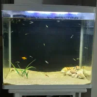 اکواریوم دلسا k500